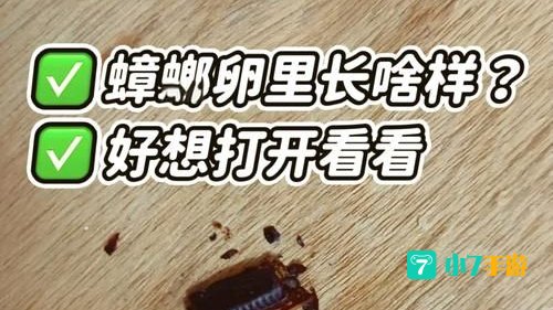 神秘的卵