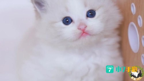 小奶猫V1.9.6最新地址