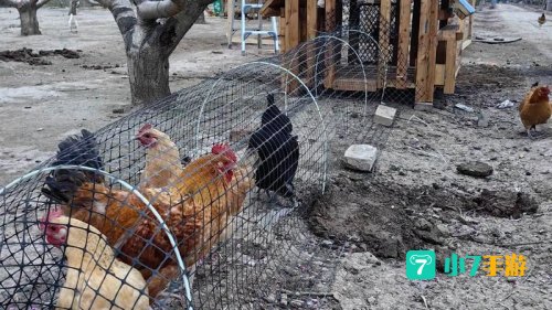 庄园除了养小鸡还可以做什么