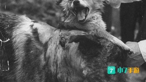 双头犬